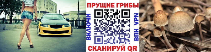 Псилоцибиновые грибы Cubensis  Ершов 